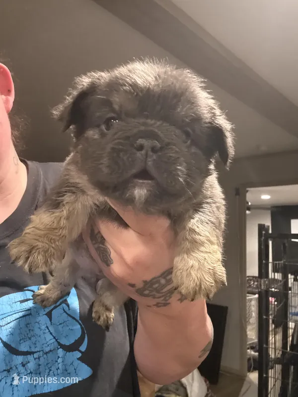 Blue fluffy – English Bulldog puppy for sale in Clymer, PA