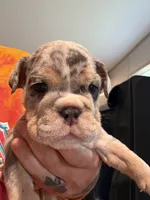 Tank, a male English Bulldog for sale in Clymer, PA – 4 of 6