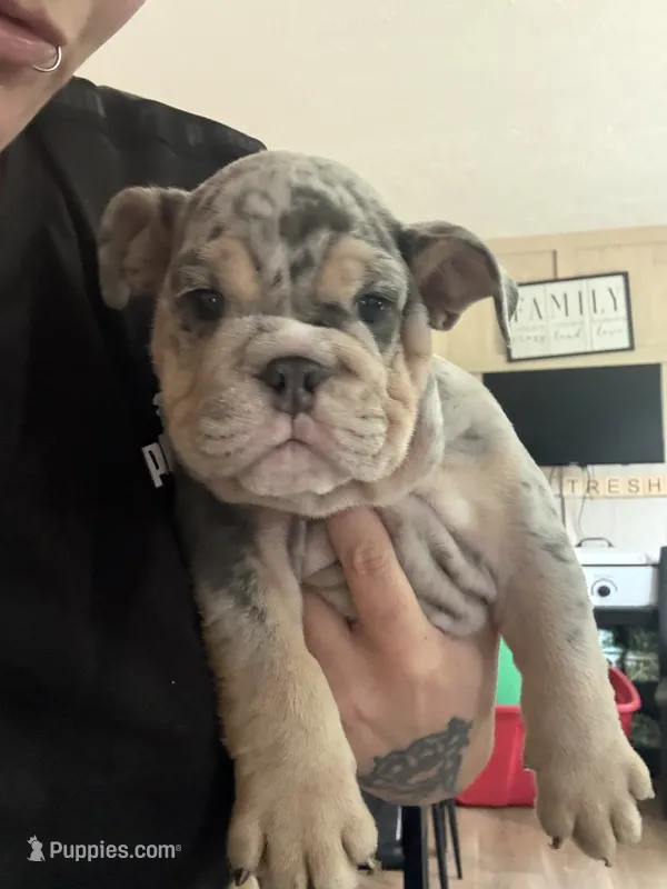 Tank – English Bulldog puppy for sale in Clymer, PA