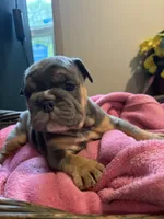 Athena, a female English Bulldog for sale in Clymer, PA – 8 of 8