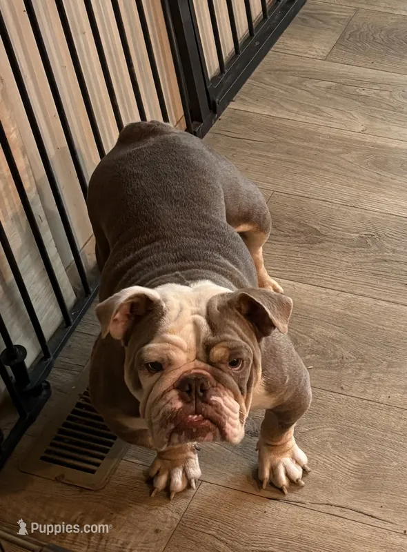 Zoey – English Bulldog puppy for sale in Clymer, PA