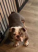 Zoey, a female English Bulldog for sale in Clymer, PA – 1 of 1
