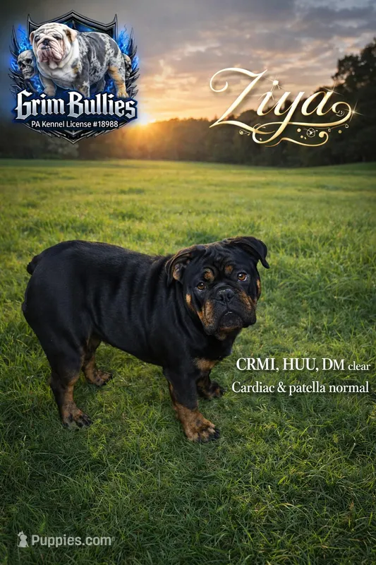 Ziya – English Bulldog puppy for sale in Clymer, PA