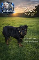 Ziya, a female English Bulldog for sale in Clymer, PA – Photo 1 of 2