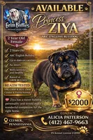 Ziya, a female English Bulldog for sale in Clymer, PA – Photo 2 of 2