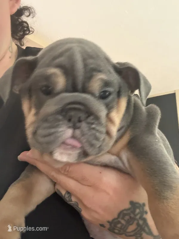 Blue baby – English Bulldog puppy for sale in Clymer, PA