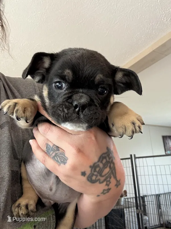 Fluffy and pink carrier  – English Bulldog puppy for sale in Clymer, PA
