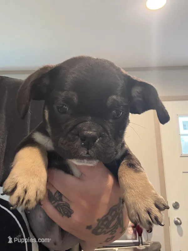 Fluffy and pink carrier  – English Bulldog puppy for sale in Clymer, PA