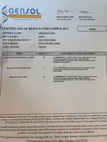 Zoey, a female English Bulldog for sale in Clymer, PA – Photo 6 of 7