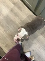 Zoey, a female English Bulldog for sale in Clymer, PA – Photo 2 of 7