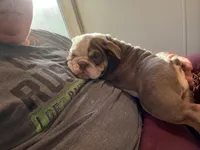 Zoey, a female English Bulldog for sale in Clymer, PA – Photo 5 of 7