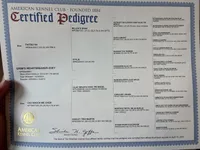 Zoey, a female English Bulldog for sale in Clymer, PA – Photo 7 of 7