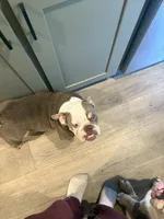 Zoey, a female English Bulldog for sale in Clymer, PA – Photo 3 of 7