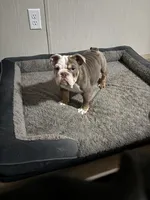 Zoey, a female English Bulldog for sale in Clymer, PA – Photo 4 of 7