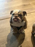 Zoey, a female English Bulldog for sale in Clymer, PA – Photo 1 of 7