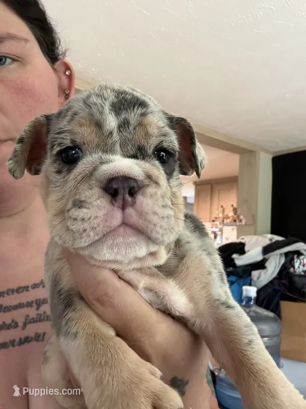 Merle  – English Bulldog puppy for sale in Clymer, PA