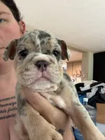 Tank, a male English Bulldog for sale in Clymer, PA – 2 of 6