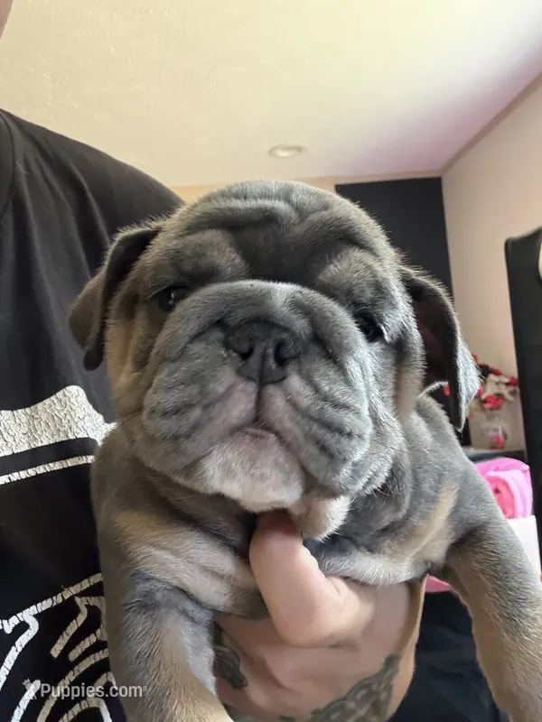 Athena – English Bulldog puppy for sale in Clymer, PA