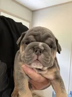 Blue white strip nose, a female English Bulldog for sale in Clymer, PA – 1 of 1