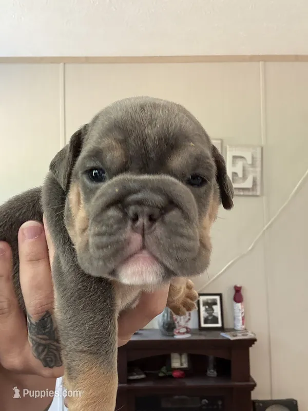 Blue – English Bulldog puppy for sale in Clymer, PA