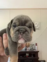 Blue, a female English Bulldog for sale in Clymer, PA – 1 of 1