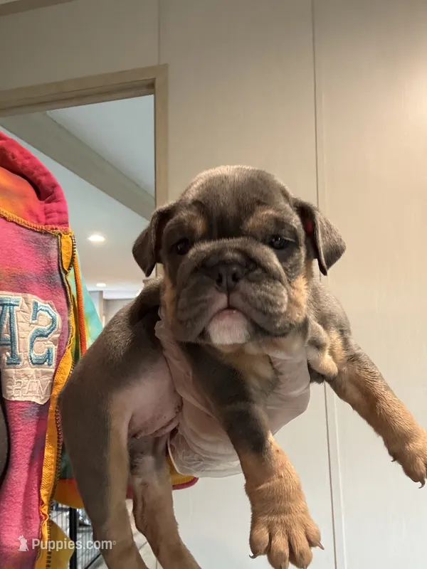 Blue baby – English Bulldog puppy for sale in Clymer, PA