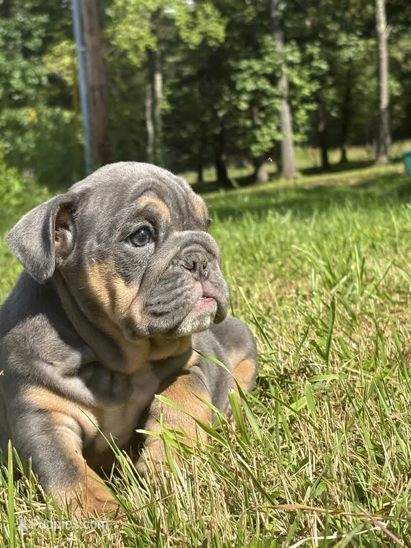 Blue baby – English Bulldog puppy for sale in Clymer, PA