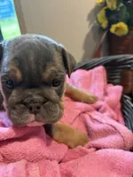 Blue baby, a female English Bulldog for sale in Clymer, PA – 6 of 8