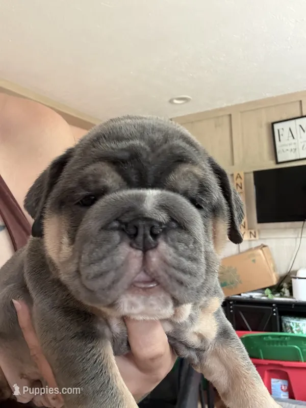 Blue white strip nose – English Bulldog puppy for sale in Clymer, PA