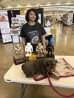 Blue baby, a female English Bulldog for sale in Clymer, PA – 8 of 8