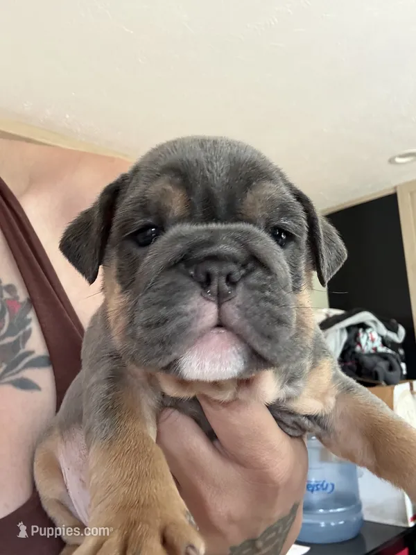 Blue – English Bulldog puppy for sale in Clymer, PA
