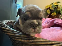 Athena, a female English Bulldog for sale in Clymer, PA – 5 of 8