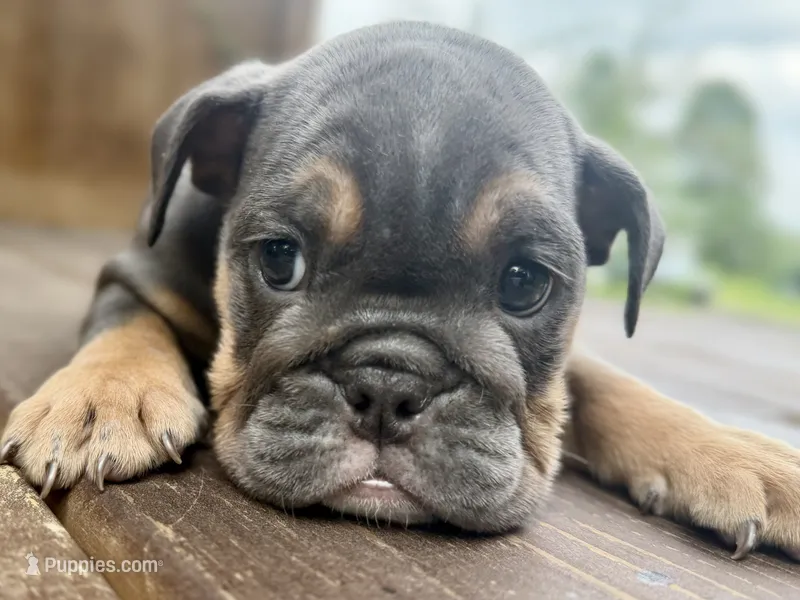 Blue baby – English Bulldog puppy for sale in Clymer, PA