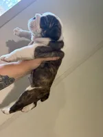 King, a male English Bulldog for sale in Clymer, PA – Photo 3 of 4