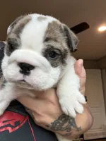 King, a male English Bulldog for sale in Clymer, PA – Photo 1 of 4