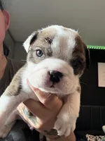 King, a male English Bulldog for sale in Clymer, PA – Photo 4 of 4