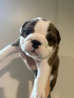 King, a male English Bulldog for sale in Clymer, PA – Photo 2 of 4