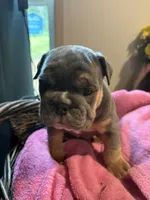 Athena, a female English Bulldog for sale in Clymer, PA – 7 of 8