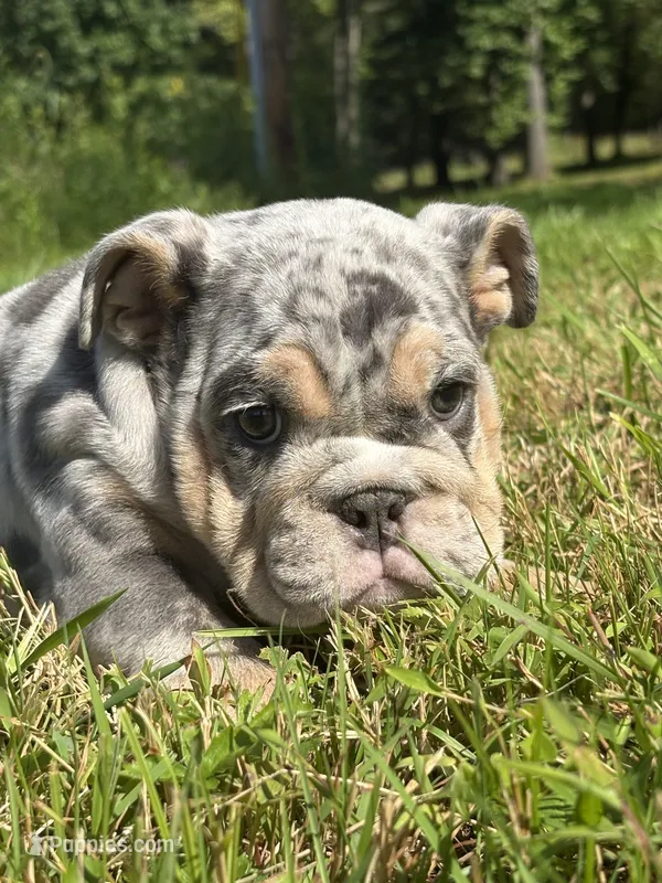 Tank – English Bulldog puppy for sale in Clymer, PA