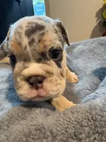 Tank, a male English Bulldog for sale in Clymer, PA – 6 of 6