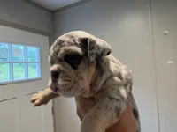 Tank, a male English Bulldog for sale in Clymer, PA – 5 of 6