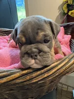 Blue baby, a female English Bulldog for sale in Clymer, PA – 4 of 8