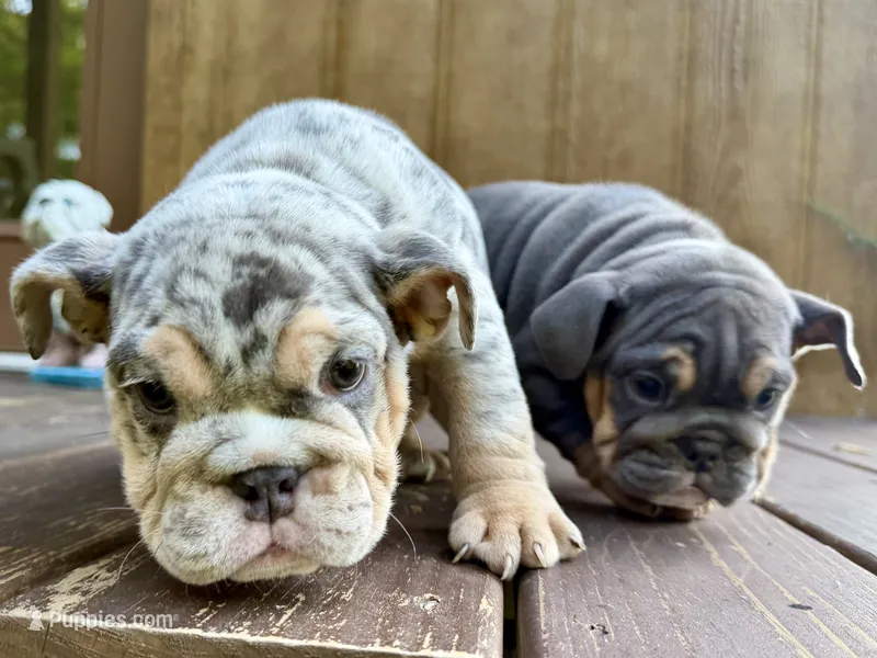 Tank – English Bulldog puppy for sale in Clymer, PA