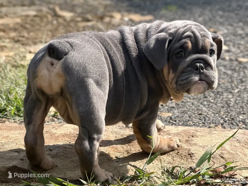 Blue baby – English Bulldog puppy for sale in Clymer, PA
