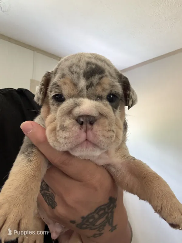 Merle  – English Bulldog puppy for sale in Clymer, PA