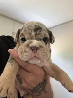 Merle , a male English Bulldog for sale in Clymer, PA – 1 of 1