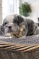 Merle fluffy carrier , a male English Bulldog for sale in Clymer, PA – Photo 2 of 2