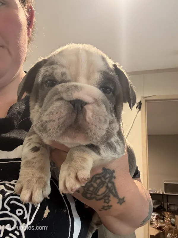 Merle fluffy carrier  – English Bulldog puppy for sale in Clymer, PA