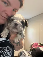 Merle fluffy carrier , a male English Bulldog for sale in Clymer, PA – 4 of 4