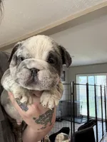 Merle fluffy carrier , a male English Bulldog for sale in Clymer, PA – Photo 1 of 2